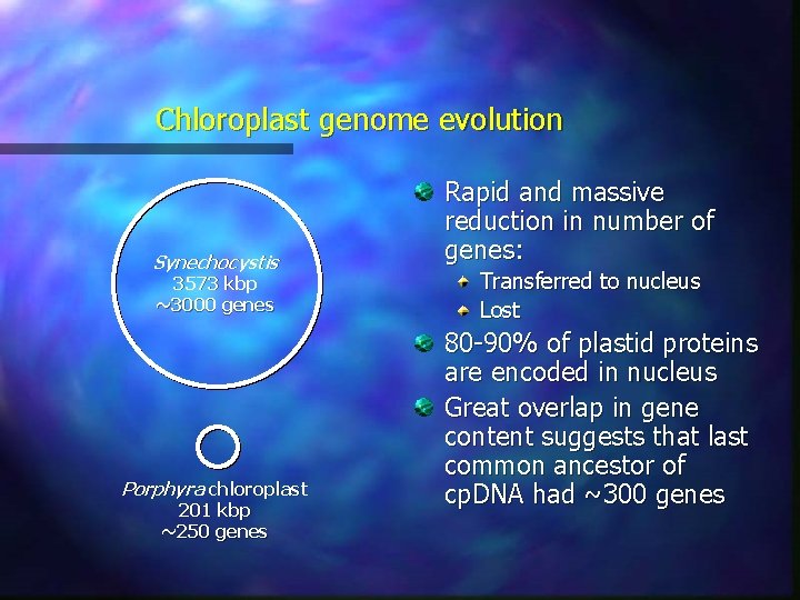 Chloroplast genome evolution Synechocystis 3573 kbp ~3000 genes Porphyra chloroplast 201 kbp ~250 genes