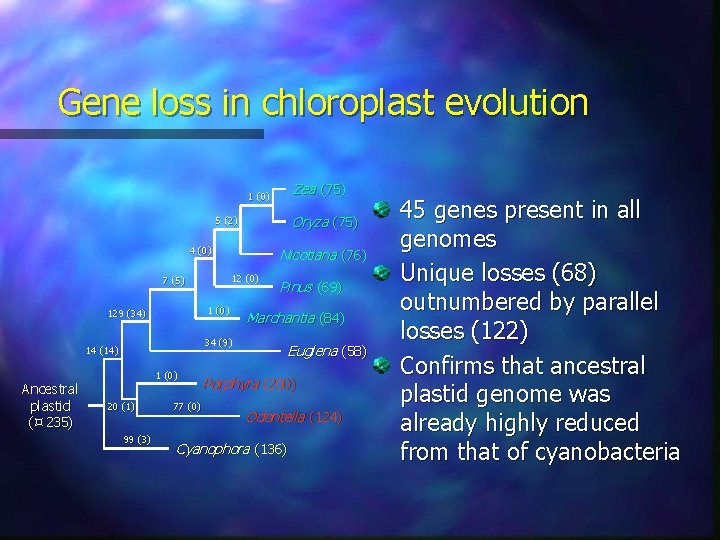 Gene loss in chloroplast evolution Zea (75) 1 (0) Oryza (75) 5 (2) 4