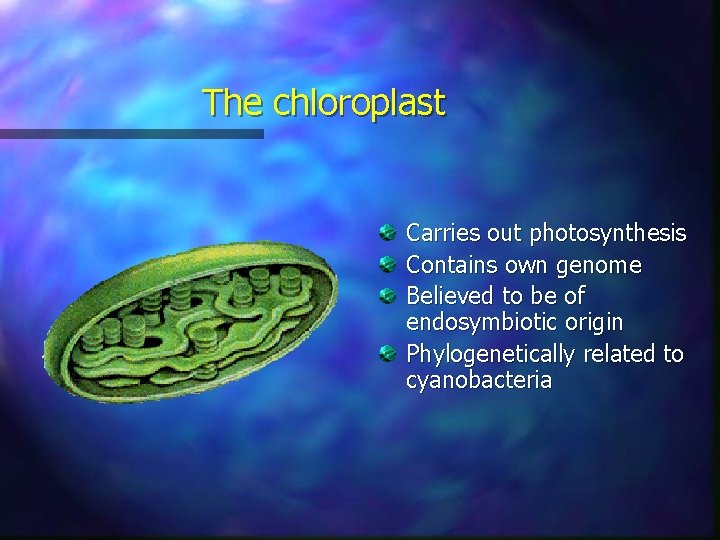 The chloroplast Carries out photosynthesis Contains own genome Believed to be of endosymbiotic origin