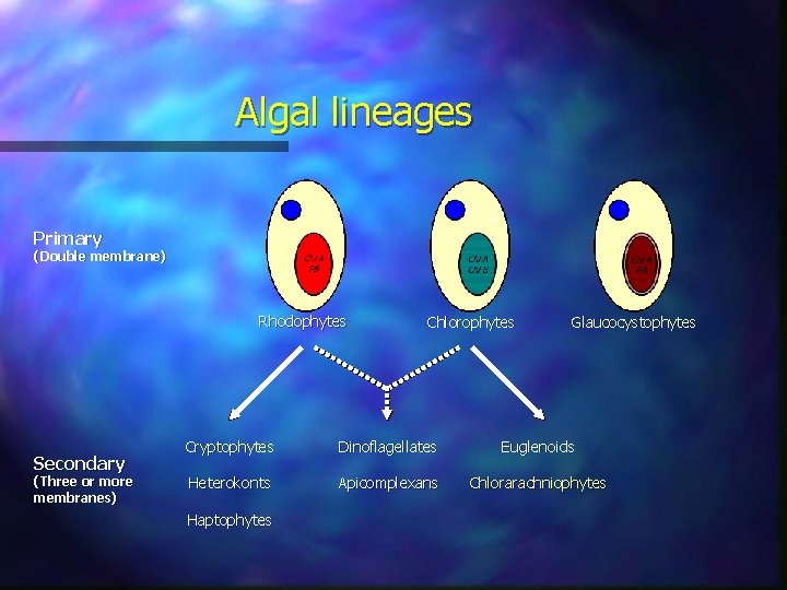 Algal lineages Primary (Double membrane) Rhodophytes Secondary (Three or more membranes) Chlorophytes Glaucocystophytes Cryptophytes