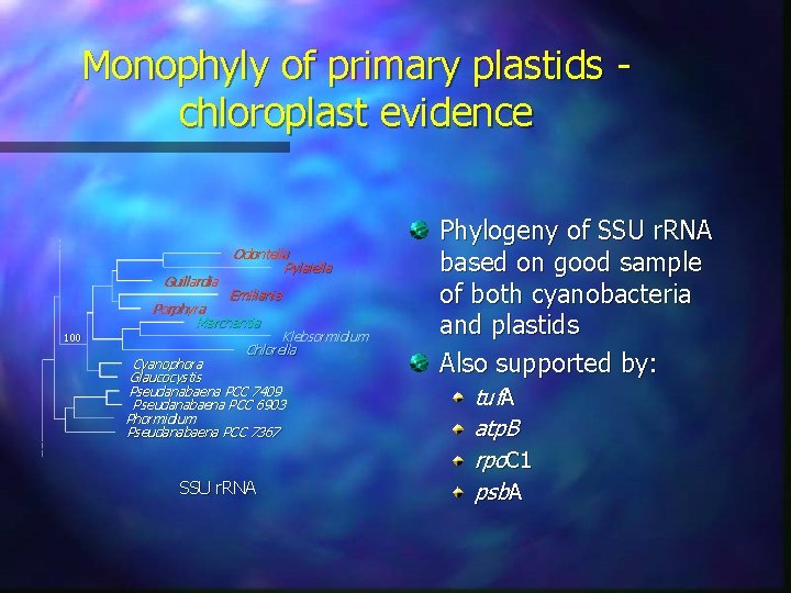 Monophyly of primary plastids chloroplast evidence Guillardia 100 Odontella Pylaiella Emiliania Porphyra Marchantia Klebsormidium