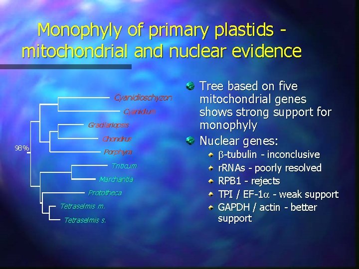 Monophyly of primary plastids mitochondrial and nuclear evidence Cyanidioschyzon Cyanidium Gracilariopsis Chondrus 98% Porphyra