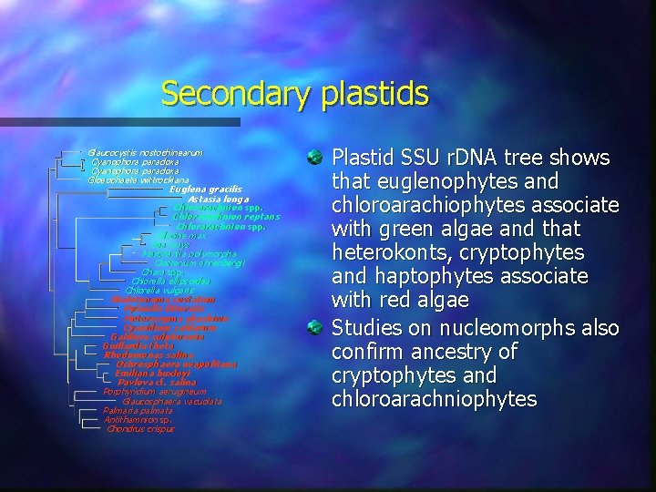 Secondary plastids Glaucocystis nostochinearum Cyanophora paradoxa Gloeochaete wittrockiana Euglena gracilis Astasia longa Chlorarachnion spp.