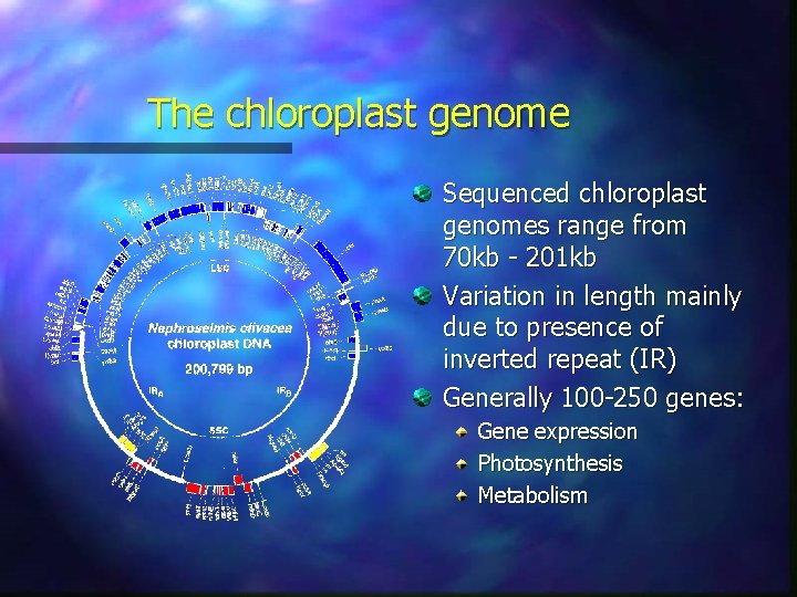 The chloroplast genome Sequenced chloroplast genomes range from 70 kb - 201 kb Variation