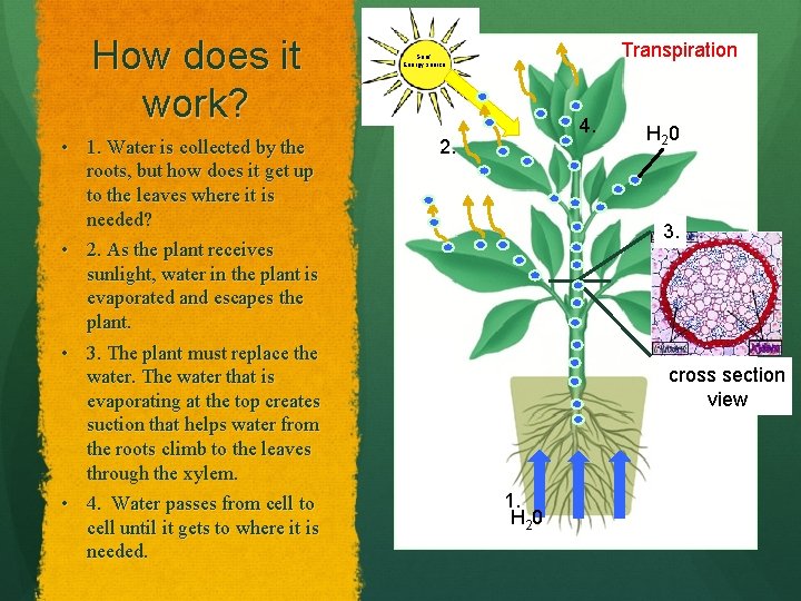 How does it work? • 1. Water is collected by the roots, but how