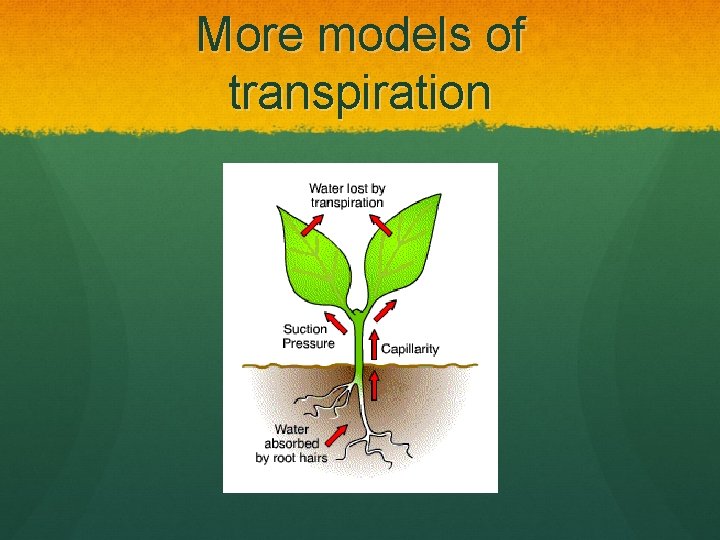 More models of transpiration 