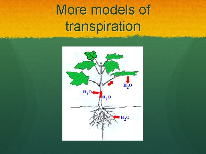 More models of transpiration 