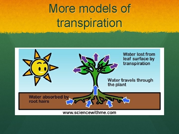 More models of transpiration 