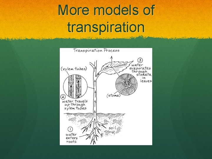 More models of transpiration 
