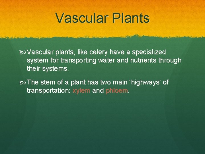 Vascular Plants Vascular plants, like celery have a specialized system for transporting water and