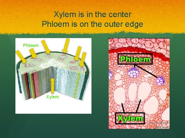 Xylem is in the center Phloem is on the outer edge Phloem Xylem 