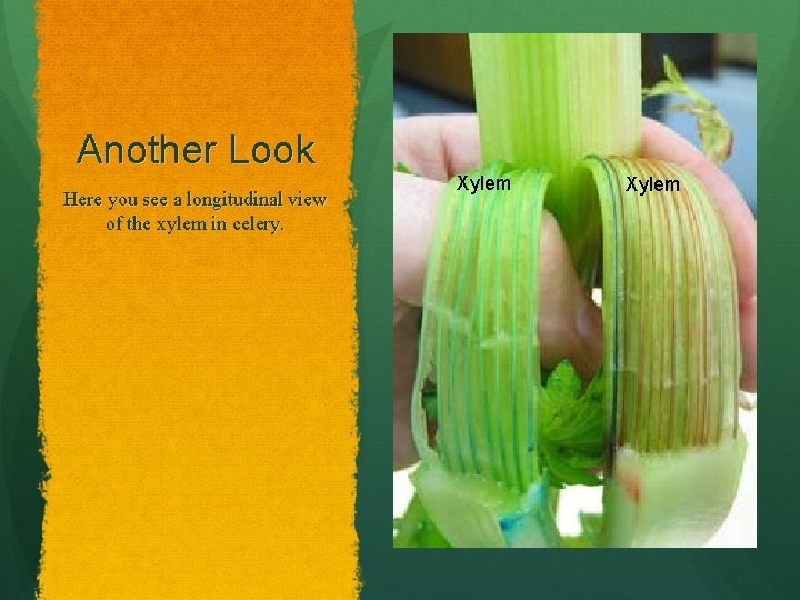 Another Look Here you see a longitudinal view of the xylem in celery. Xylem