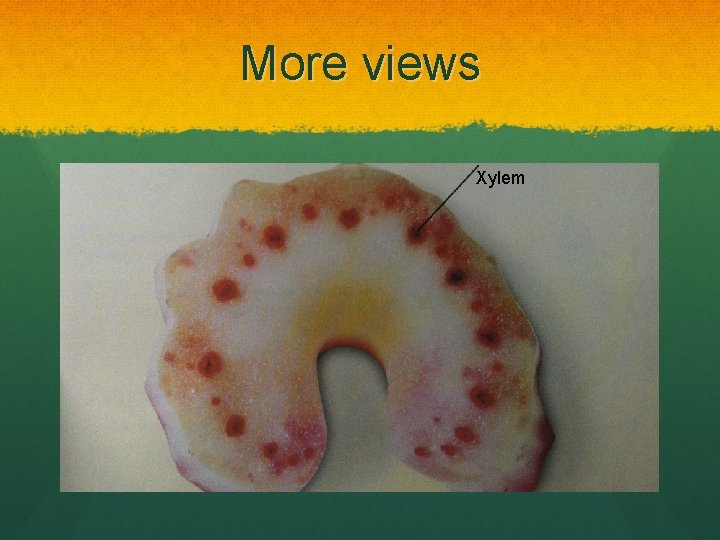 More views Xylem 