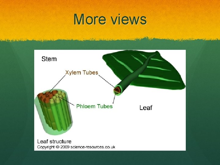 More views Xylem 