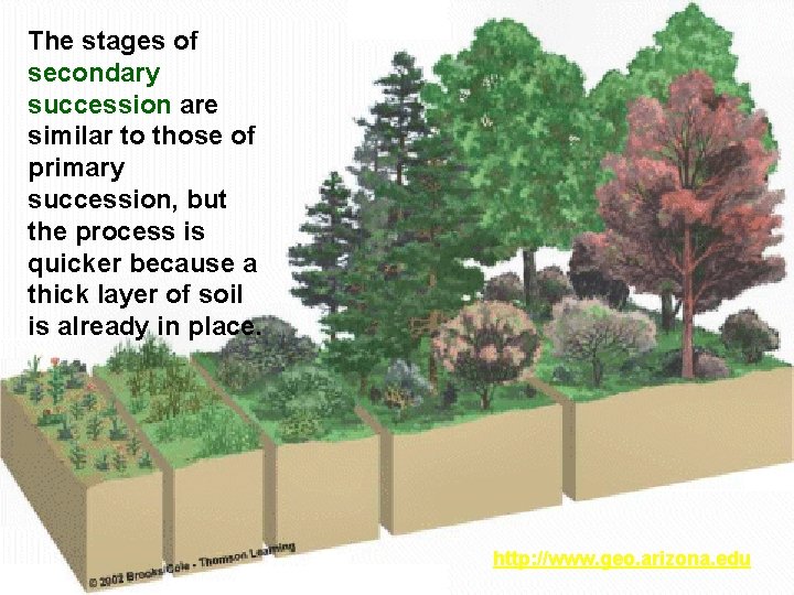 The stages of secondary succession are similar to those of primary succession, but the