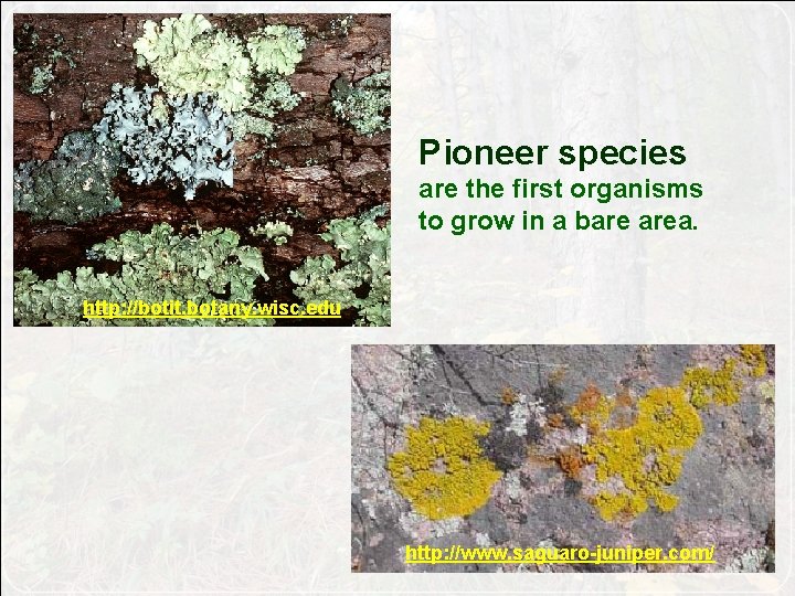 Pioneer species are the first organisms to grow in a bare area. http: //botit.