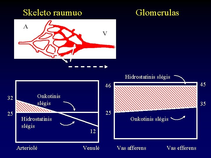 Skeleto raumuo Glomerulas Hidrostatinis slėgis 45 46 32 25 Onkotinis slėgis Hidrostatinis slėgis Arteriolė