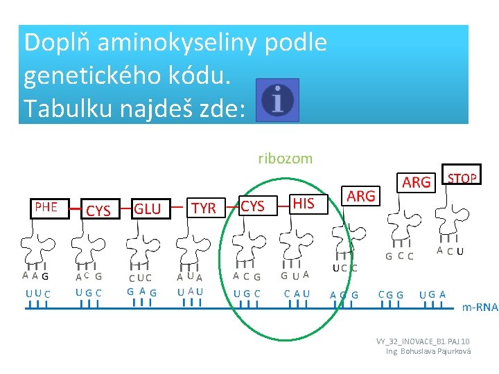 Doplň aminokyseliny podle genetického kódu. Tabulku najdeš zde: ribozom ARG PHE CYS GLU TYR