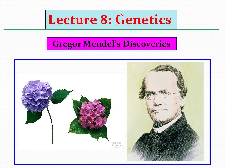 Lecture 8: Genetics Gregor Mendel’s Discoveries 