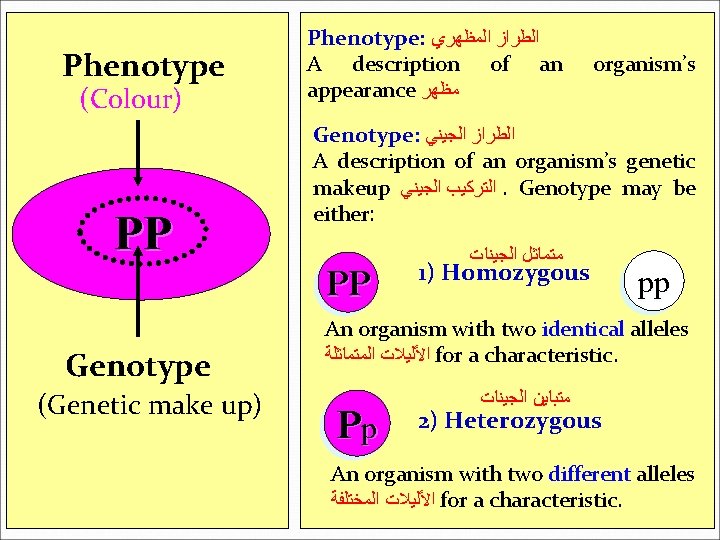 Phenotype (Colour) PP Phenotype: ﺍﻟﻄﺮﺍﺯ ﺍﻟﻤﻈﻬﺮﻱ A description of an appearance ﻣﻈﻬﺮ Genotype: ﺍﻟﻄﺮﺍﺯ