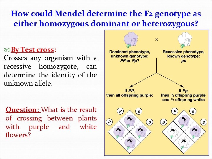 How could Mendel determine the F 2 genotype as either homozygous dominant or heterozygous?