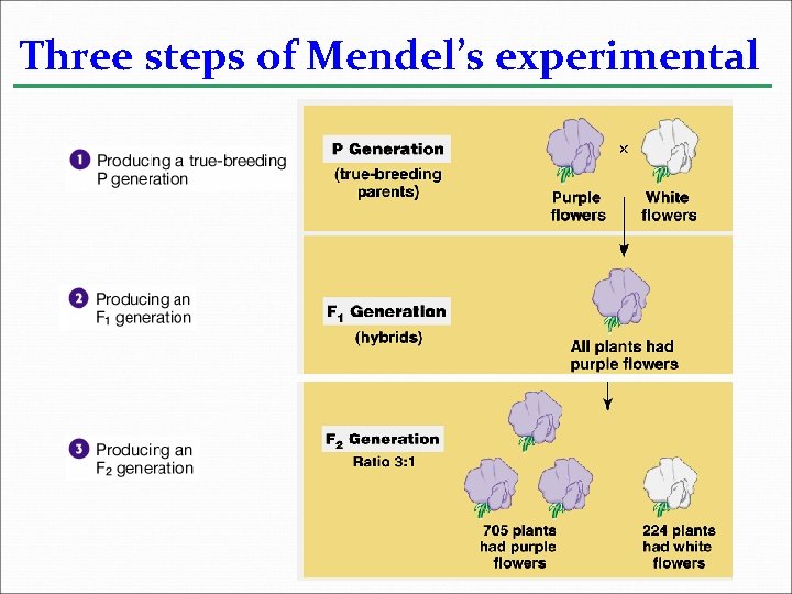 Three steps of Mendel’s experimental 