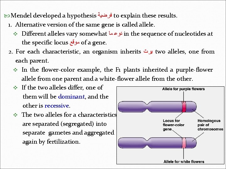  Mendel developed a hypothesis ﻓﺮﺿﻴﺔ to explain these results. 1. Alternative version of