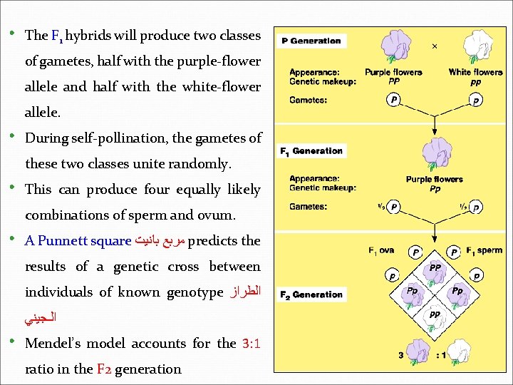  • The F 1 hybrids will produce two classes of gametes, half with