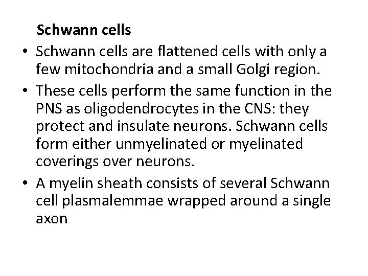 Schwann cells • Schwann cells are flattened cells with only a few mitochondria and