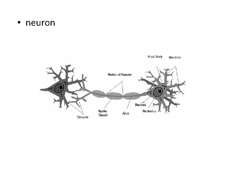  • neuron 