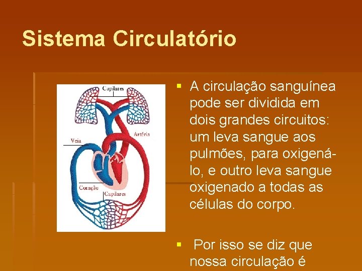 Sistema Circulatório § A circulação sanguínea pode ser dividida em dois grandes circuitos: um