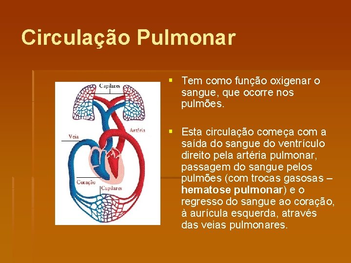 Circulação Pulmonar § Tem como função oxigenar o sangue, que ocorre nos pulmões. §