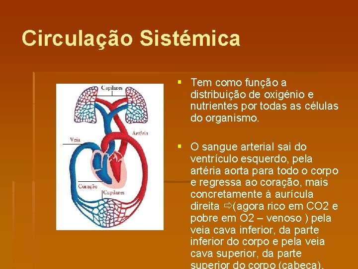 Circulação Sistémica § Tem como função a distribuição de oxigénio e nutrientes por todas