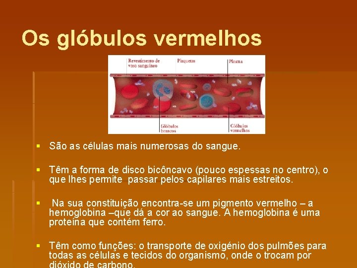 Os glóbulos vermelhos § São as células mais numerosas do sangue. § Têm a