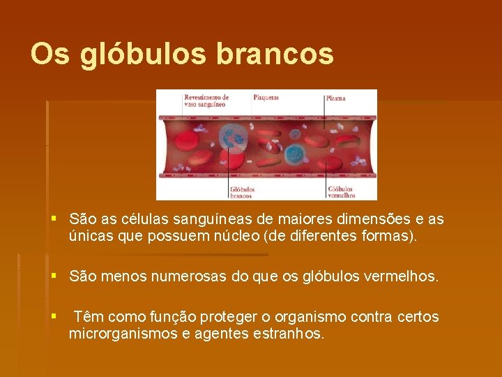 Os glóbulos brancos § São as células sanguíneas de maiores dimensões e as únicas