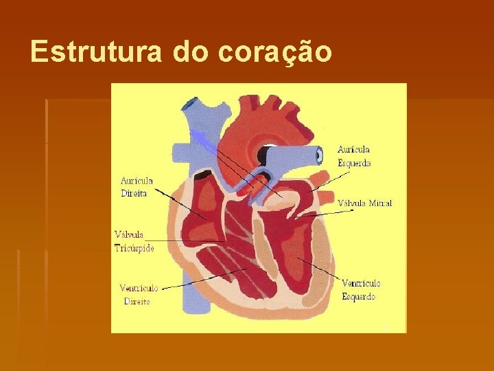 Estrutura do coração 