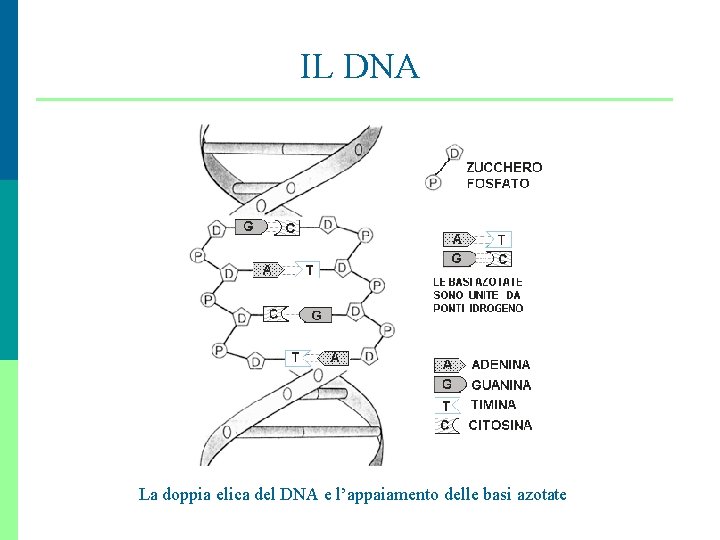 IL DNA La doppia elica del DNA e l’appaiamento delle basi azotate 6 