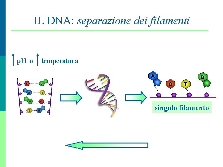 IL DNA: separazione dei filamenti p. H o temperatura A G C T singolo