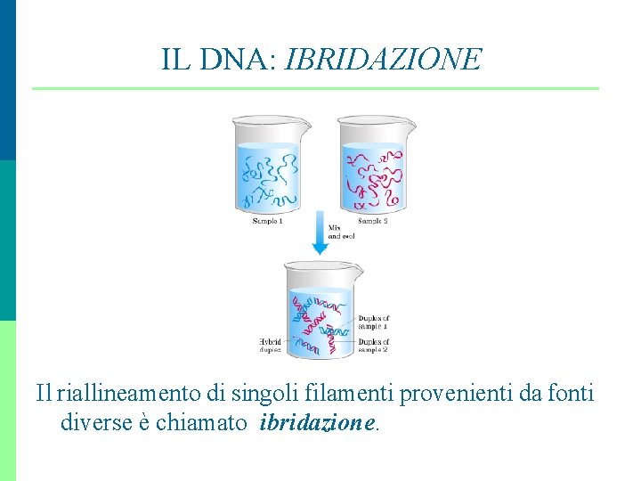 IL DNA: IBRIDAZIONE Il riallineamento di singoli filamenti provenienti da fonti diverse è chiamato