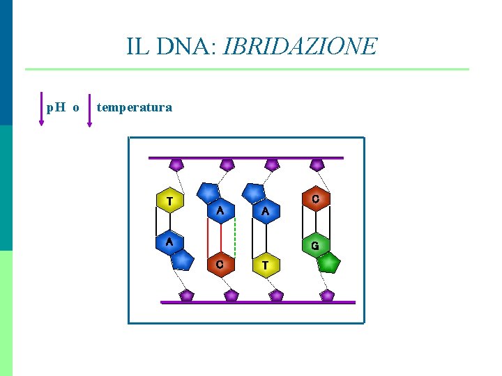 IL DNA: IBRIDAZIONE p. H o temperatura T C A A A G C