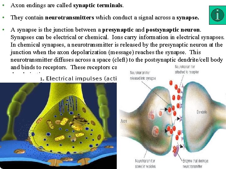 • Axon endings are called synaptic terminals. • They contain neurotransmitters which conduct • Axon endings are called synaptic terminals. • They contain neurotransmitters which conduct