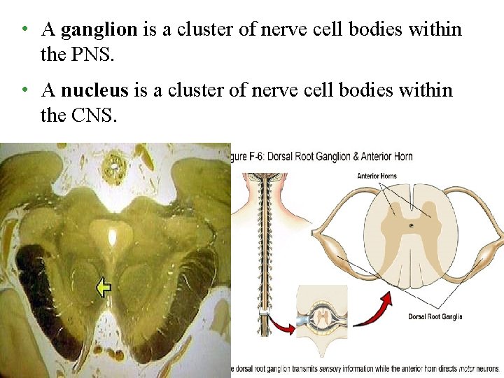  • A ganglion is a cluster of nerve cell bodies within the PNS.