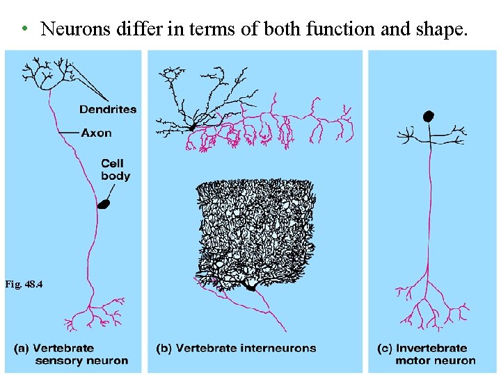  • Neurons differ in terms of both function and shape. Fig. 48. 4