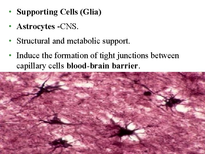  • Supporting Cells (Glia) • Astrocytes -CNS. • Structural and metabolic support. •