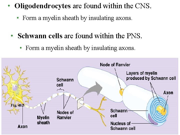  • Oligodendrocytes are found within the CNS. • Form a myelin sheath by
