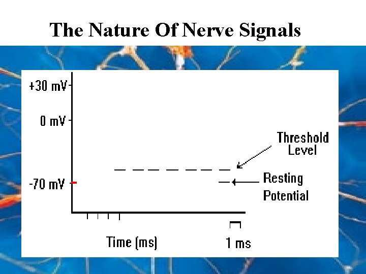 The Nature Of Nerve Signals 