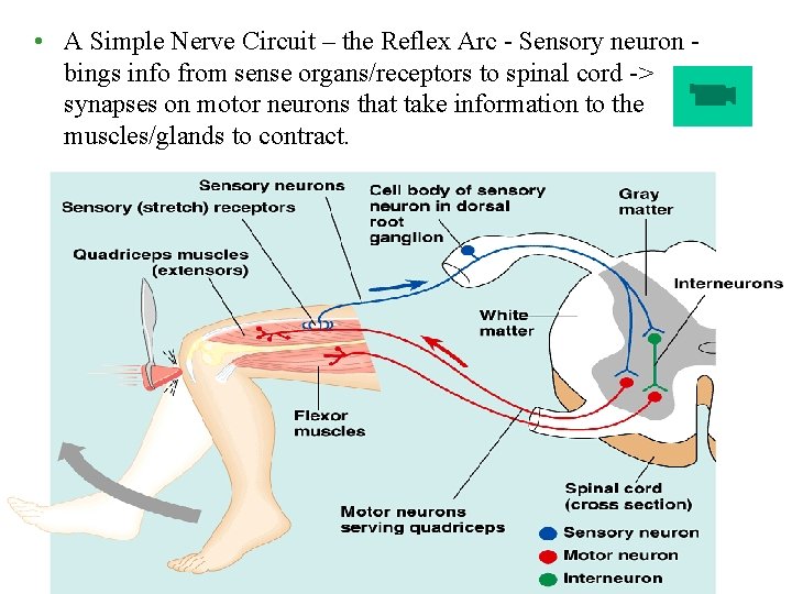  • A Simple Nerve Circuit – the Reflex Arc - Sensory neuron bings
