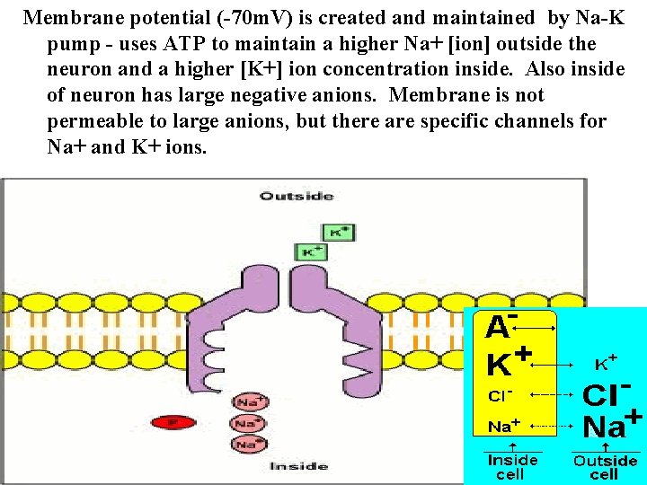 Membrane potential (-70 m. V) is created and maintained by Na-K pump - uses