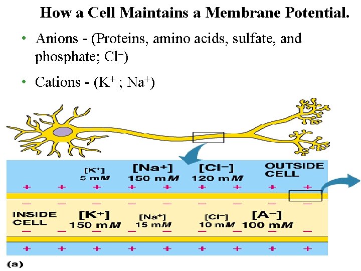 How a Cell Maintains a Membrane Potential. • Anions - (Proteins, amino acids, sulfate,