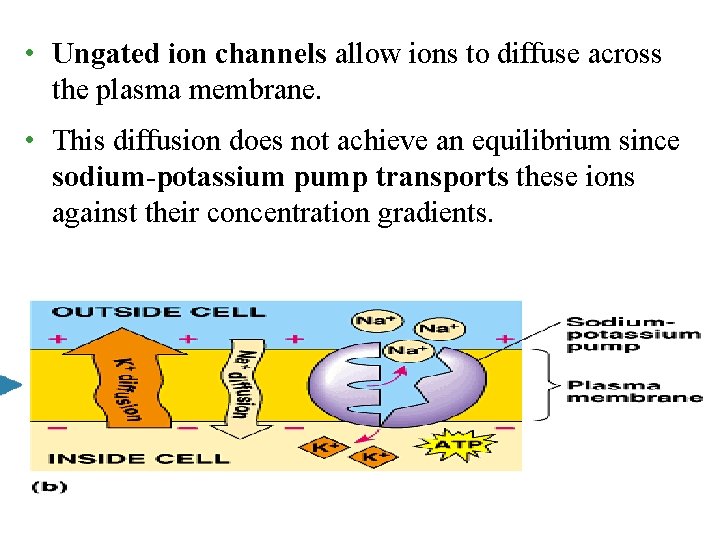 • Ungated ion channels allow ions to diffuse across the plasma membrane. • • Ungated ion channels allow ions to diffuse across the plasma membrane. •